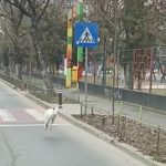 Imagini ireale surprinse în traficul din Capitală: un CANGUR ALB fuge haotic pe stradă! VIDEO