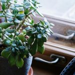 Arborele de bani. Cum să îngrijești planta care atrage succesul financiar