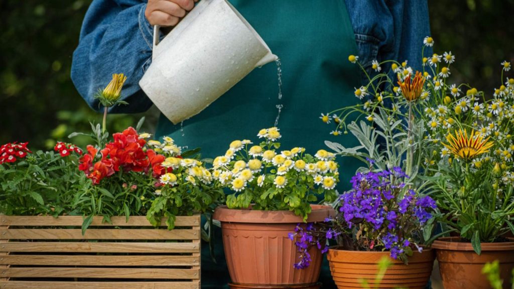 Ce temperatură trebuie să aibă apa cu care uzi florile, de fapt. Important de știut, ca să nu deteriorezi plantele