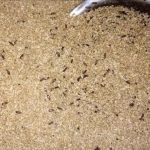 Ce alimente vor contine ca ingredient viermii de făină, după ce a fost aprobat de UE. Bine de știut, să nu ne păcălim la cumpărături