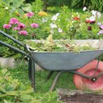 Care sunt plantele care trebuie tăiate în luna februarie, pentru a avea roade bogate în vara ce urmează. Sfaturi utile