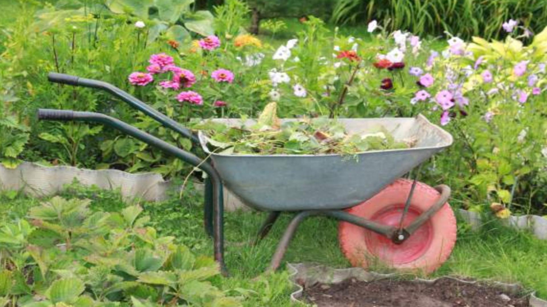 Care sunt plantele care trebuie tăiate în luna februarie, pentru a avea roade bogate în vara ce urmează. Sfaturi utile
