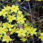 Arbuști parfumați care înfloresc înainte să facă frunze. Îți vor colora grădina în luna martie. Iată ce trebuie să plantezi în aceatsă perioadă