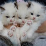 Mituri despre pisici, pe care ar trebui să le uiți. Care este, de fapt, adevărul despre micile feline