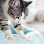 De ce frământă pisicile cu lăbuțele tot ce găsesc în cale. Specialiștii au decodificat ce vrea felina să transmită prin acest gest