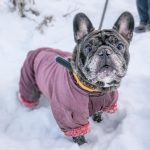 4 sfaturi utile pentru îngrijirea câinelui pe timp de iarnă. La ce trebuie să fii atent pentru a-l păstra sănătos și fericit