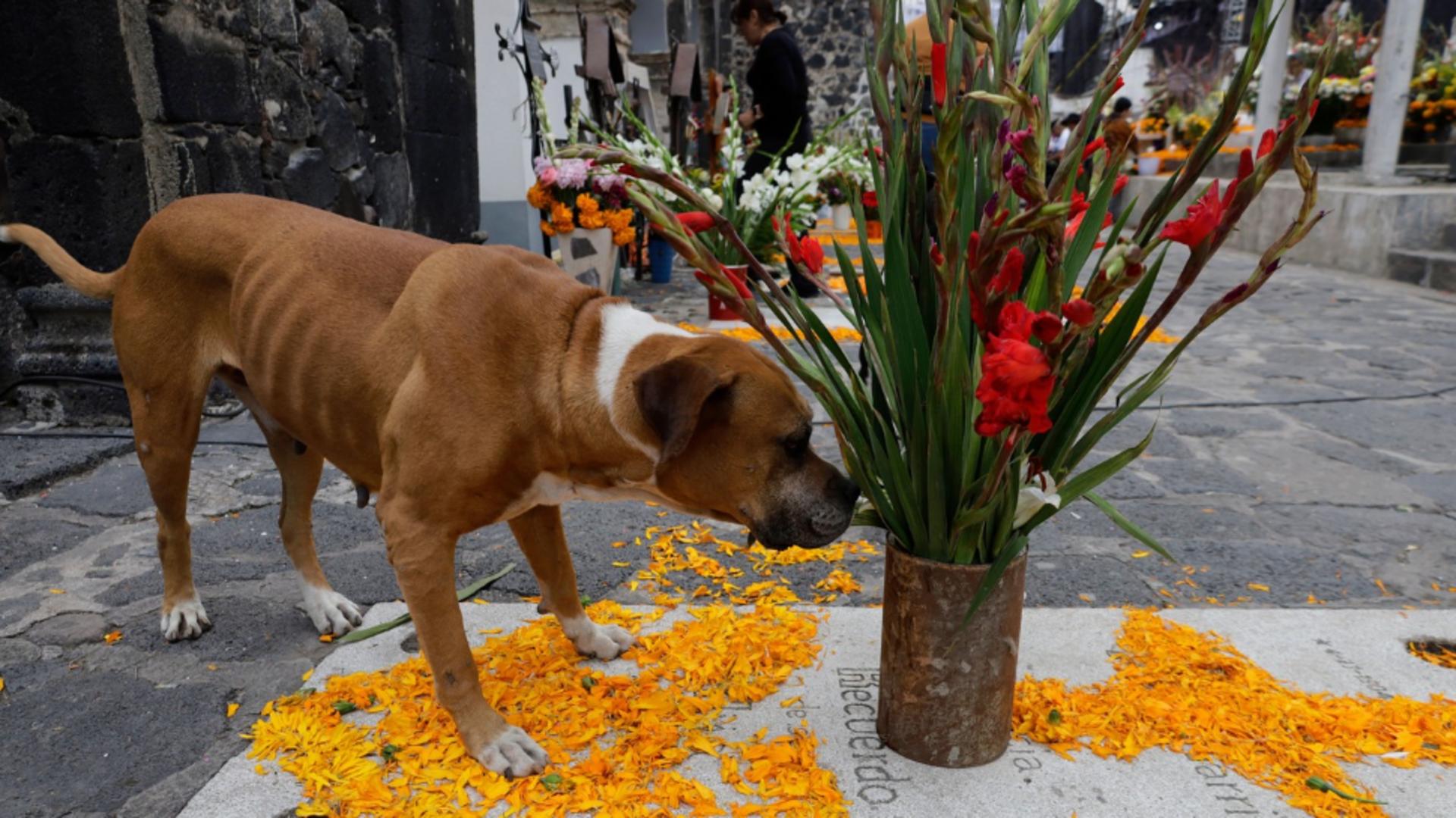 Alertă a veterinarilor înainte de Ziua Îndrăgostiților. De ce trebuie să ne ferim animalele favorite?