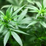 Legalizarea canabisului medicinal, RESPINSĂ de Comisia de Sănătate din Camera Deputaților