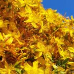 Cel mai eficient remediu anti-stres. Este la îndemâna oricui fiind recomandat împotriva anxietății și a asteniilor