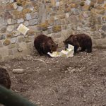 Urșii de la o Grădina Zoologică din România au ieșit din bârlog. „Cred că primăvara e aproape”