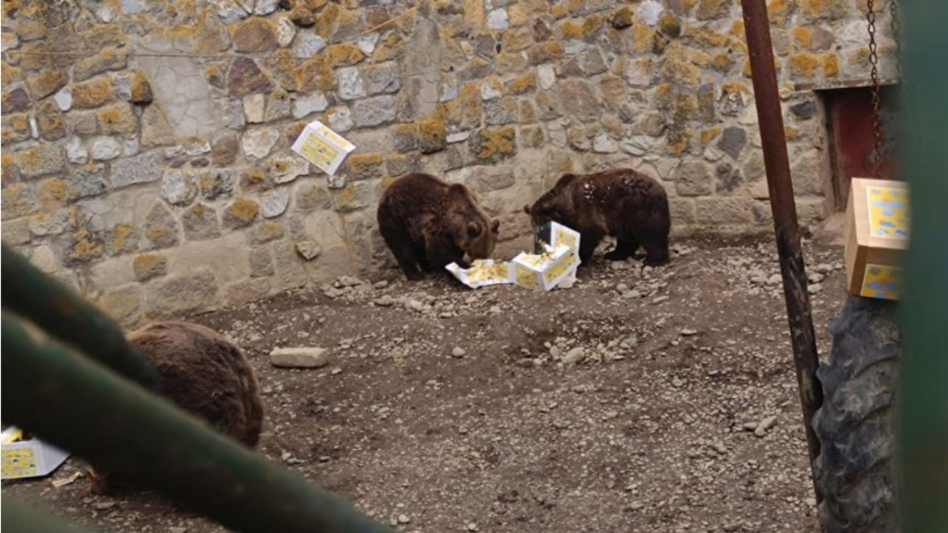 Urșii de la o Grădina Zoologică din România au ieșit din bârlog. „Cred că primăvara e aproape”