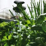 Verdeața care conține cea mai mare cantitate de vitamina C și ajută la detoxifierea organismului