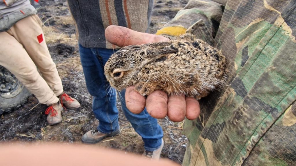 Pompierii buzoieni au salvat un pui de iepure dintr-un incendiu de vegetație nimicitor