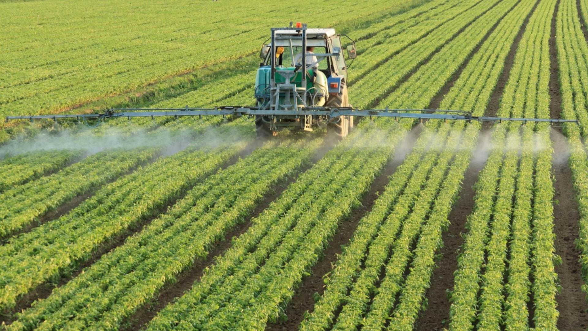 Planta minune care le umple buzunarele agriculorilor români. Este o adevărată mină de aur