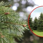 Motivul pentru care nu trebuie să plantezi brazi în curte. Riscurile sunt extrem de mari