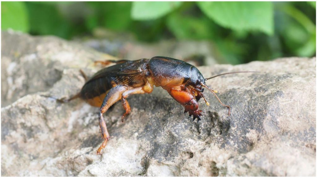 Cum scapi de coropișnițele din grădină. Amestecul minune cu care îți poți salva plantele