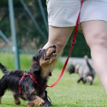 Ce trebuie să știe proprietarii de animale care încalcă legea: amenzi uriașe și pedepse cu închisoarea. Ce este complet INTERZIS