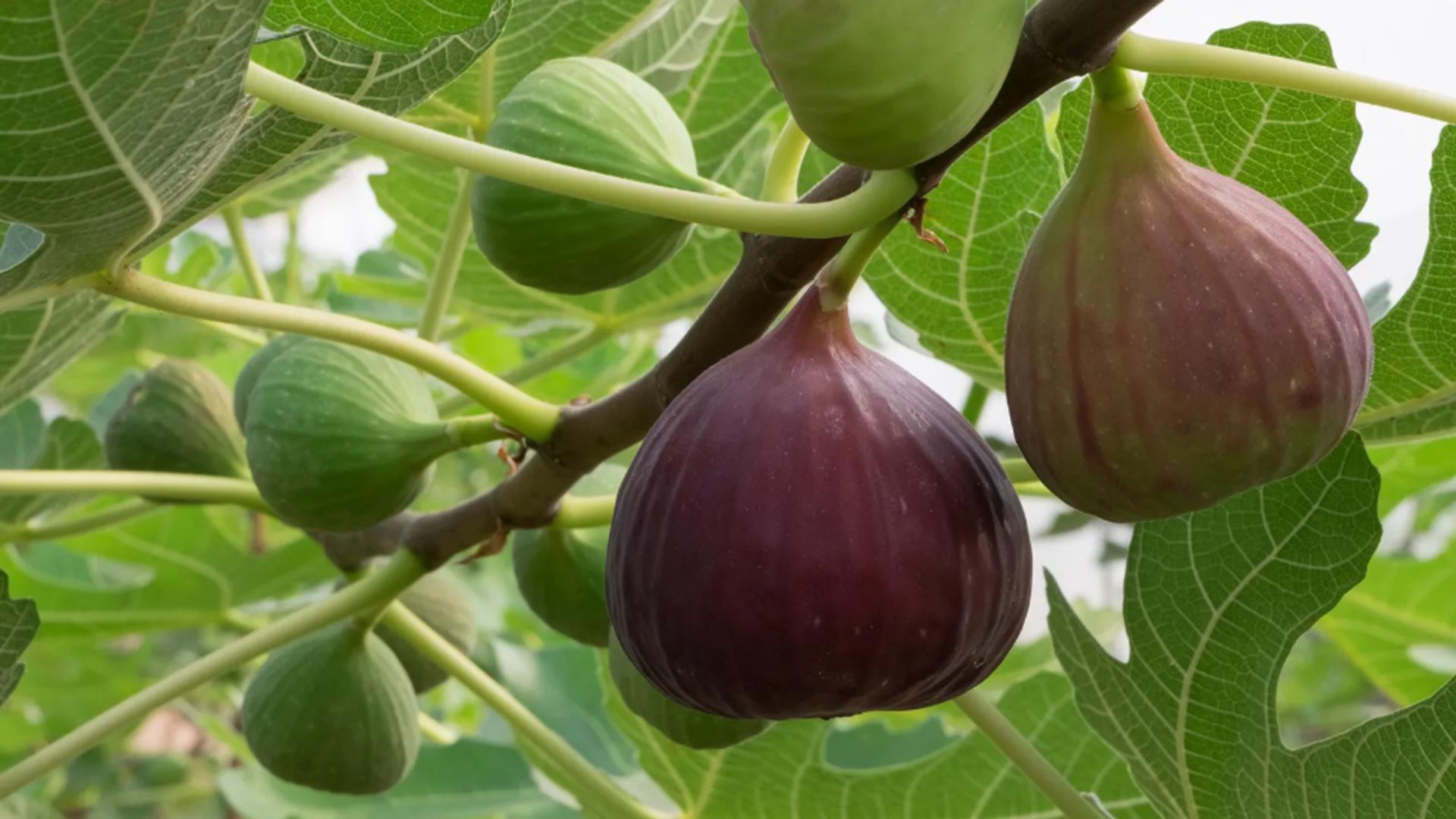 Pomii fructiferi pe care poți să îi cultivi chiar la tine în balcon. Îți vor da fructe delicioase cu minim efort