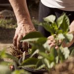 Plantele pe care trebuie să le plantezi acum pentru o grădină spectaculoasă în primăvară. Trucurile grădinarilor de succes