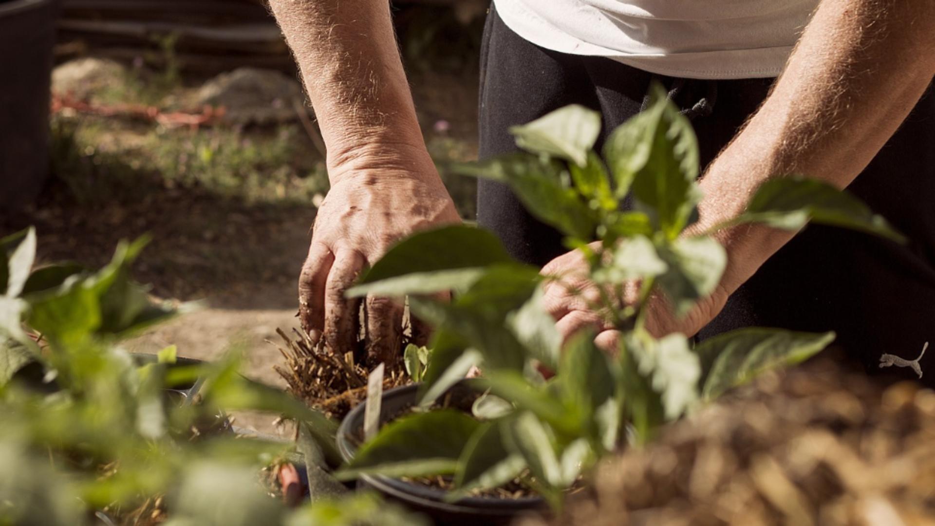 Plantele pe care trebuie să le plantezi acum pentru o grădină spectaculoasă în primăvară. Trucurile grădinarilor de succes