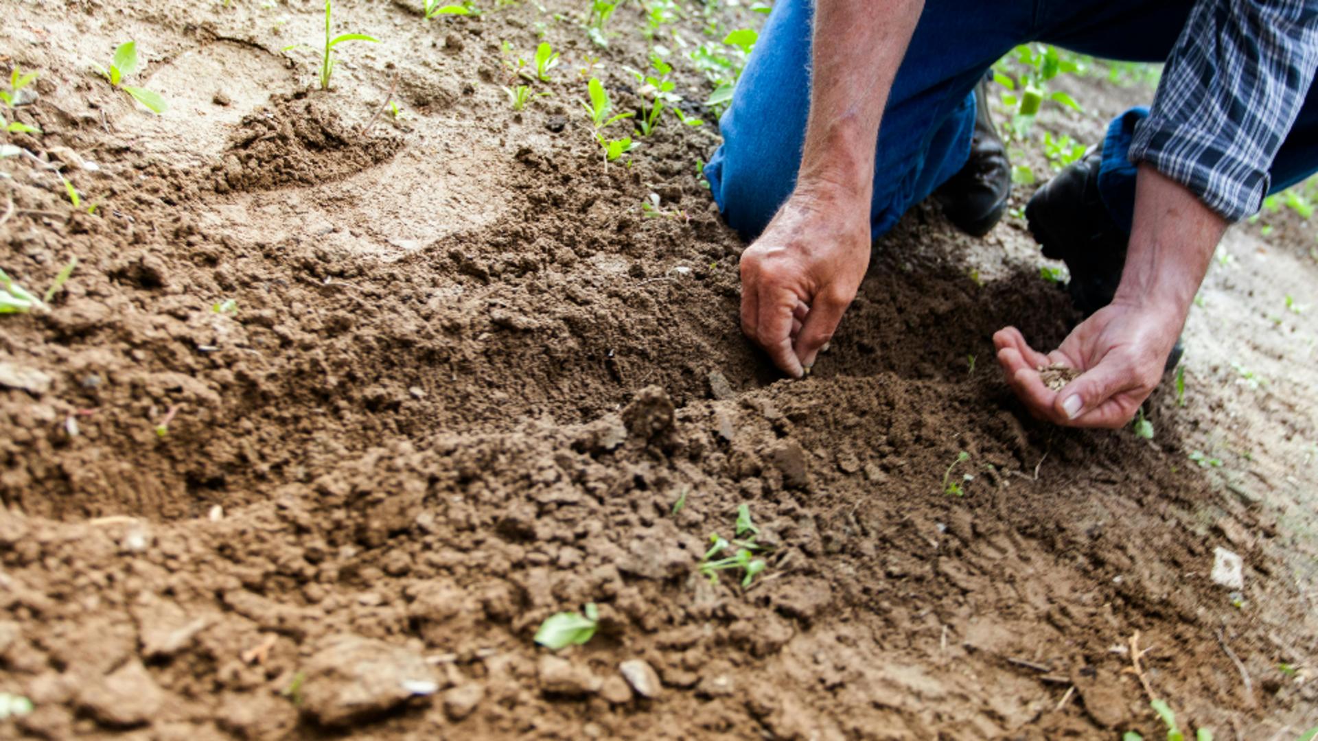 Ce legume poți planta în luna martie și cum trebuie să faci asta în mod corect, pentru a obține plante sănătoase și viguroase