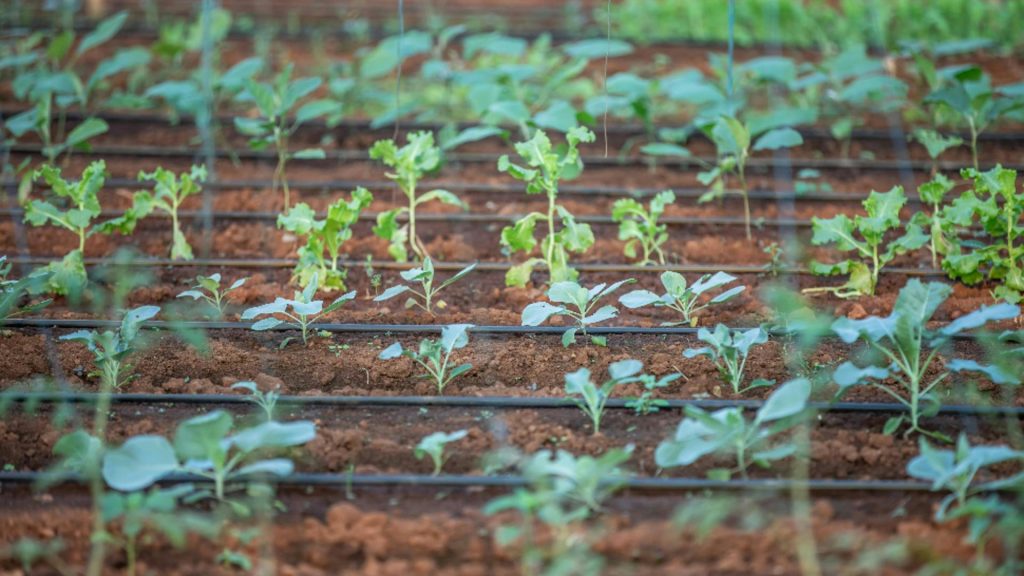 Care este perioada din zi cea mai potrivită pentru udarea plantelor