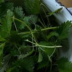 Crema de urzici. O mâncare de sezon plină de vitamine. Se recomandă să se consume la începutul primăverii
