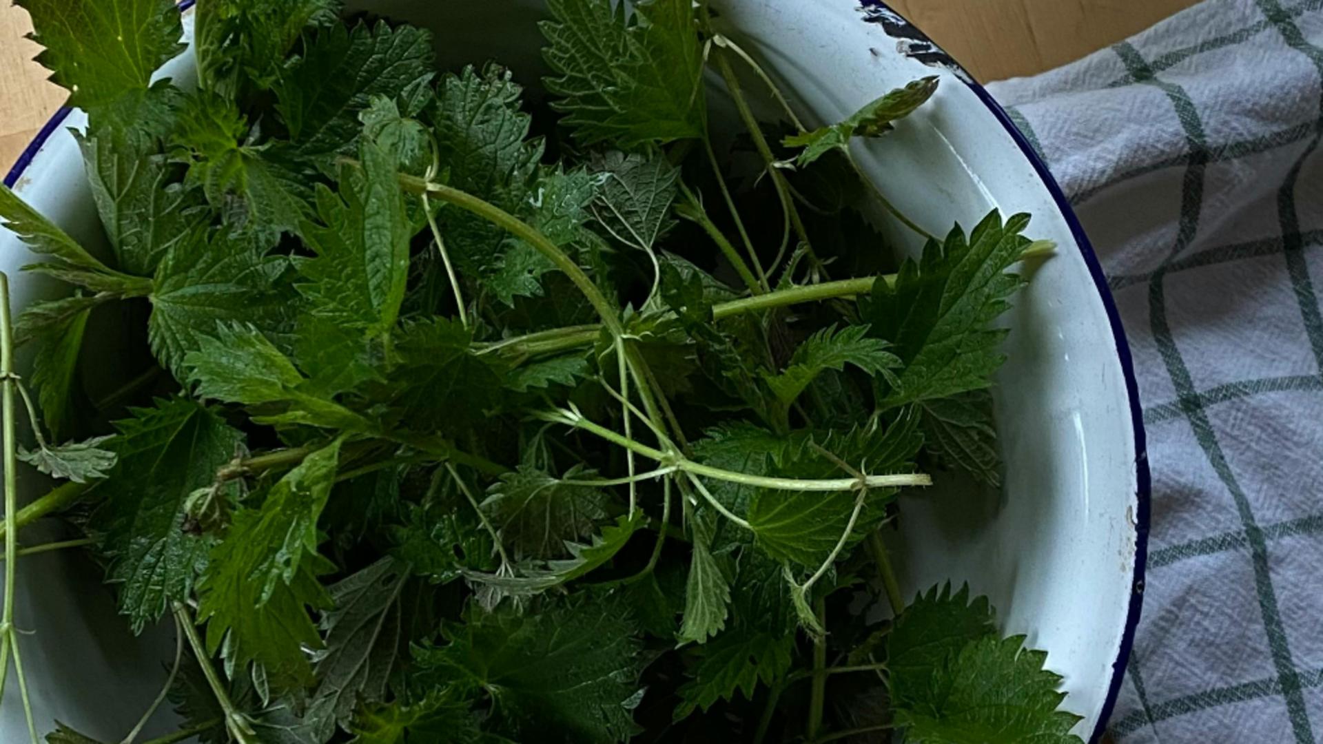 Crema de urzici. O mâncare de sezon plină de vitamine. Se recomandă să se consume la începutul primăverii