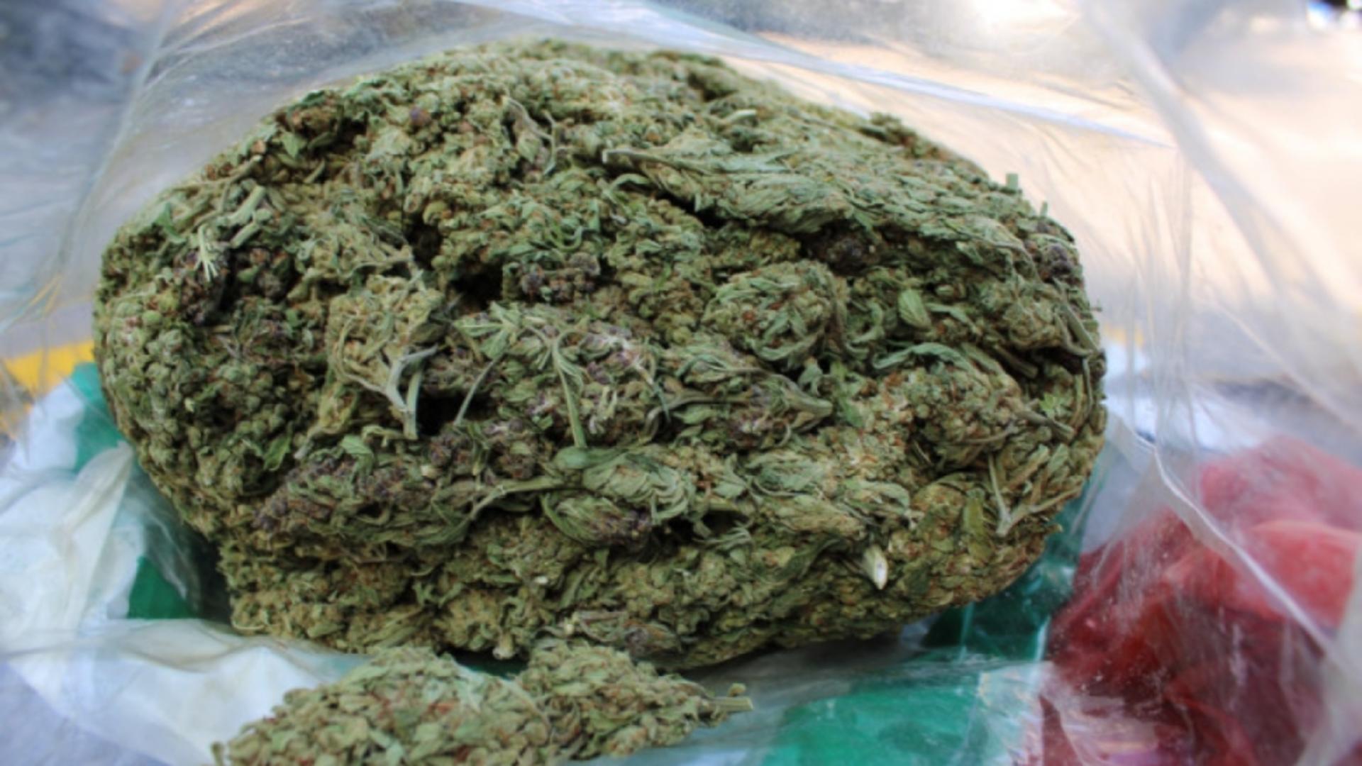 Surpriză pentru un moldovean din Italia: a primit un colet cu 9 kg de marijuana venit din Spania