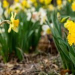 Ce trebuie să faci ca narcisele să rămână mai mult timp înflorite. Trucuri și sfaturi de la specialiști