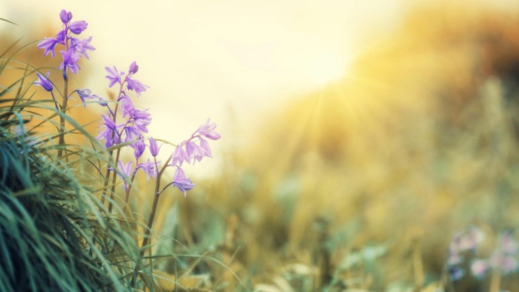 Prognoza meteo 24 martie – 6 aprilie. Cum va fi vremea în următoarele două săptămâni
