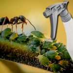 Cum scapi de furnici, gândaci și purici. Soluția simplă și eficientă pe care o poți prepara chiar la tine acasă