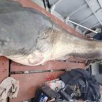 Operațiunea Monstrul: un somn uriaș, de 140 kg, prins în România. Unde a dat la pește pescarul norocos