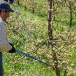 Când și cum se tund corect pomii, pentru a avea o producție bogată de fructe