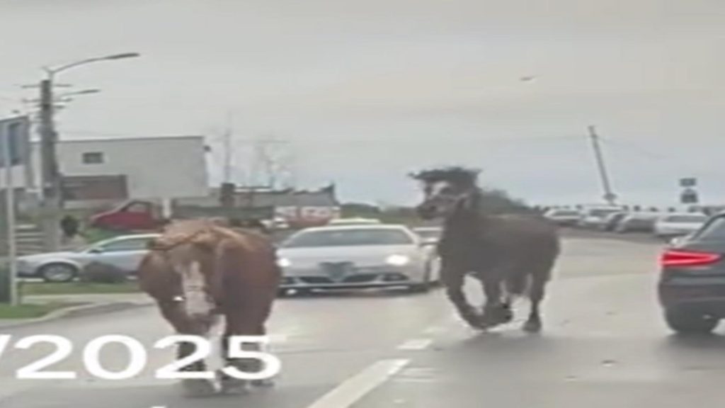 Paștele cailor a ajuns la Cluj? 10 cai scăpați de sub control, filmați în trafic în Cluj. Soferii au rămas socati