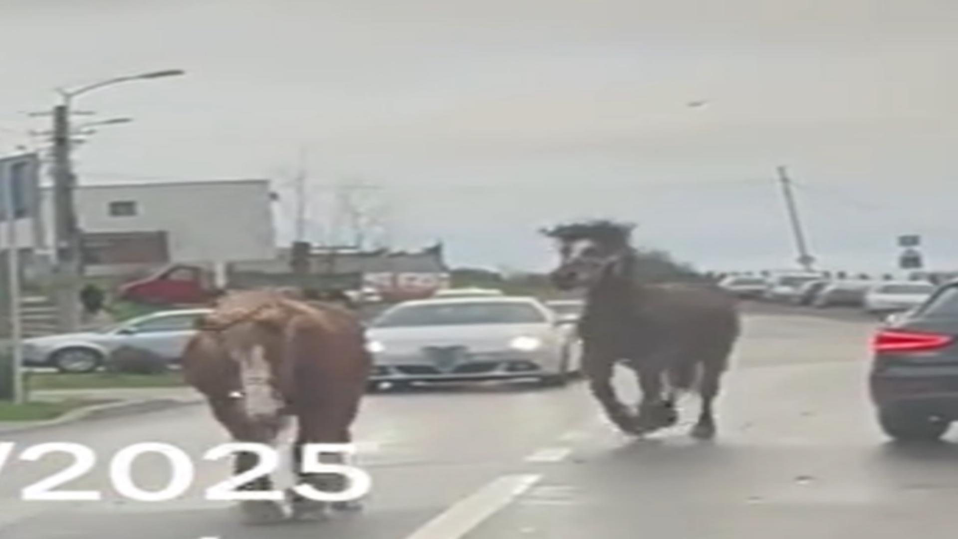 Paștele cailor a ajuns la Cluj? 10 cai scăpați de sub control, filmați în trafic în Cluj. Soferii au rămas socati