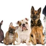 Cea mai rară și nobilă rasă de câine, venerată ca un zeu pe pământ. I-a însoțit pe marii împărați din Orient în expedițiile lor