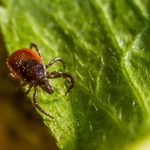 Cum să scapi de căpușe. Sfaturi utile pentru a ține acești paraziți la distanță de tine și animalele tale de companie