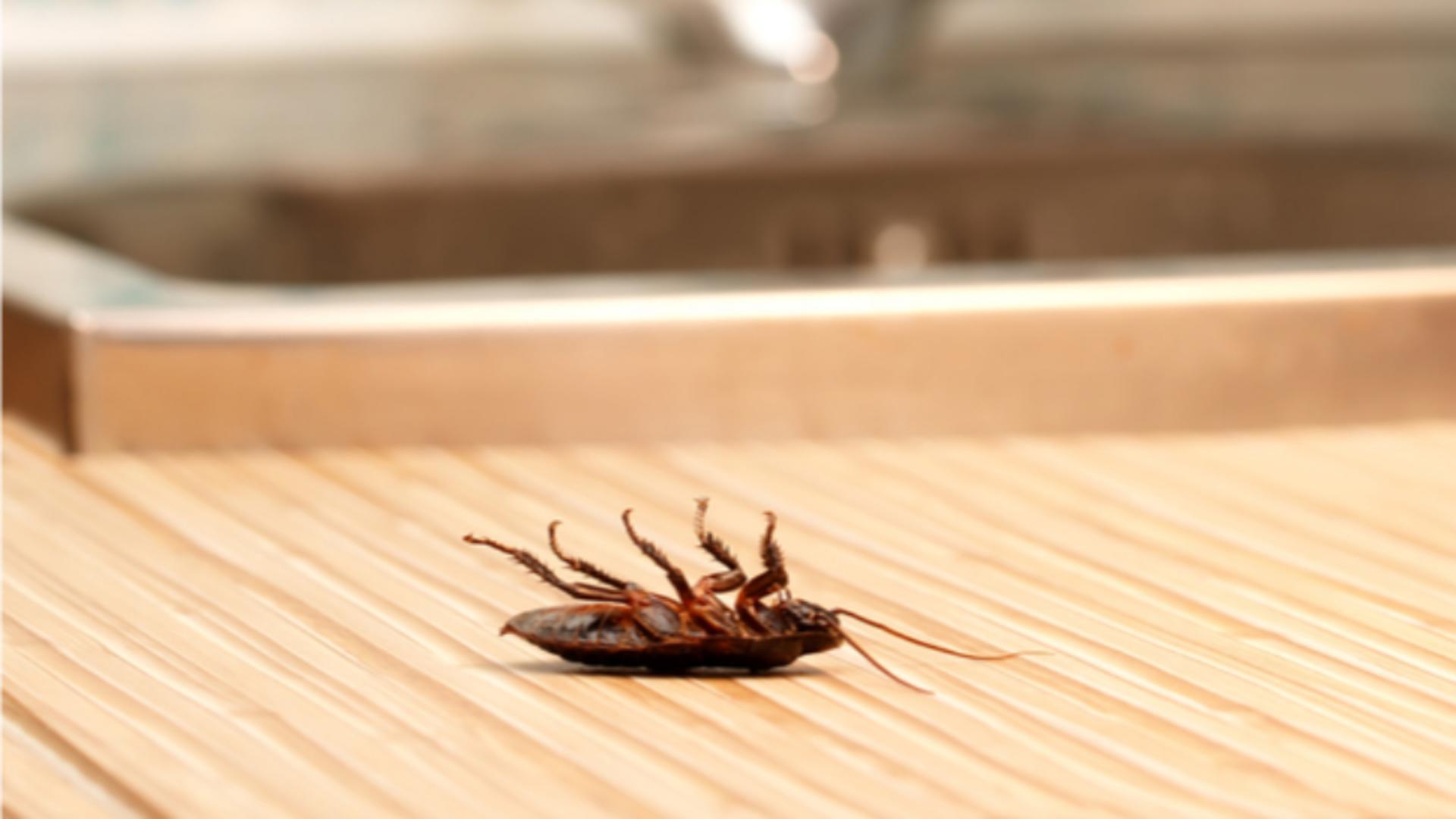 Cea mai mare fabrică de faină din GÂNDCI este la un pas de faliment. Resetarea alimentară iese în decor