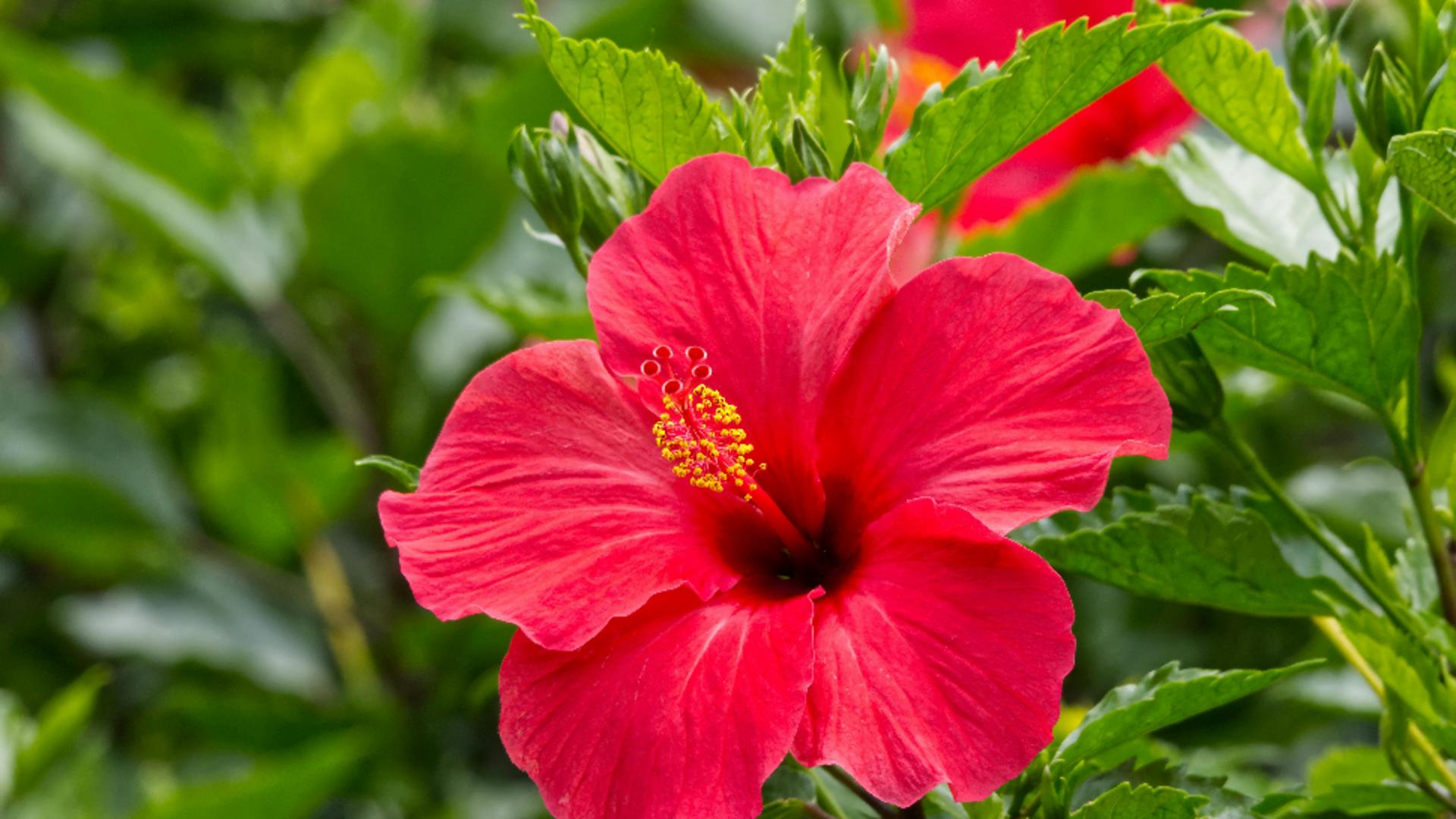 De ce cad frunzele la HIBISCUS. Cum trebuie îngrijit corect trandafirul japonez? Sfaturi de la specialiști