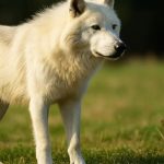 Lupii din Game of Thrones, dispăruți de peste 12.000 de ani, ar fi fost readuși la viață 