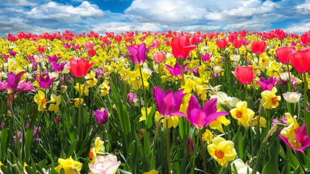 Ce trebuie să faci cu bulbii lalelelor după ce se scutură florile? Trucuri pentru reluarea înfloririi