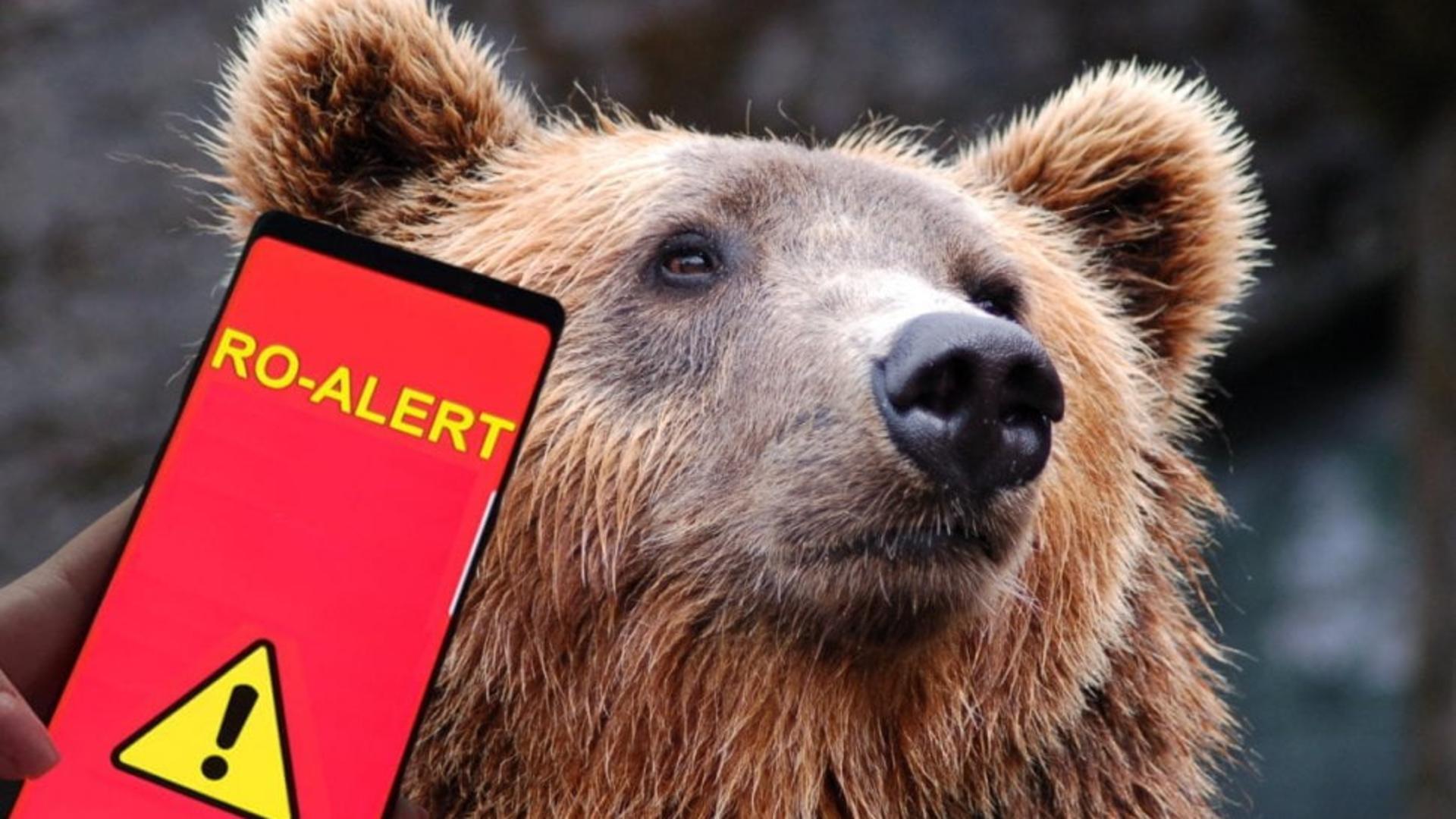 Un urs a fost văzut, duminică după-amiaza, plimbându-se pe o stradă din Bușteni. S-a emis mesaj RO-ALERT