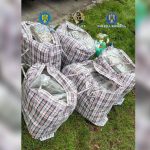 Captură uriașă de droguri la frontiera româno-bulgară: 37 de kilograme de canabis, descoperite într-un transport de arbuști ornamentali