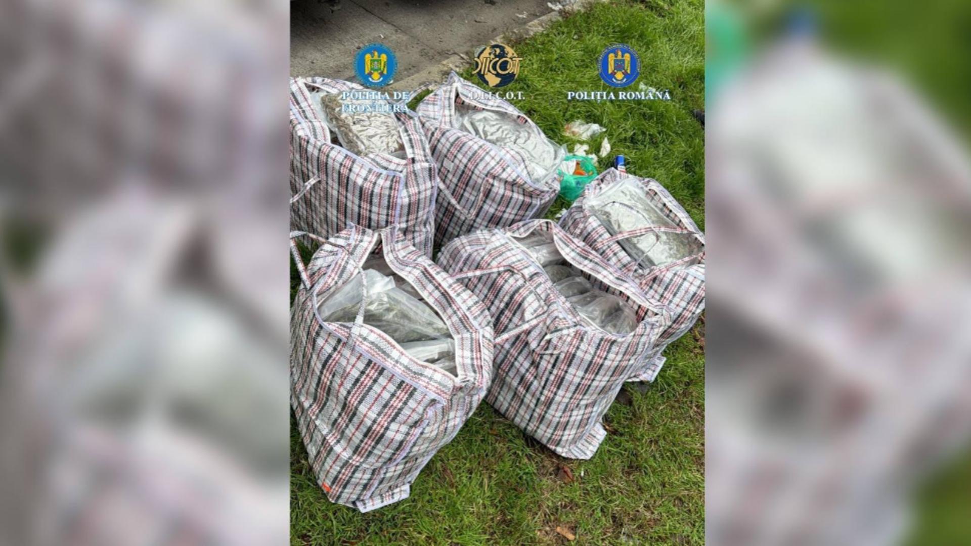 Captură uriașă de droguri la frontiera româno-bulgară: 37 de kilograme de canabis, descoperite într-un transport de arbuști ornamentali