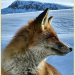 Oaspeți surpriză pe Vârful Omu. Meteorologii de la cea mai înaltă așezare din România au parte de companioni simpatici