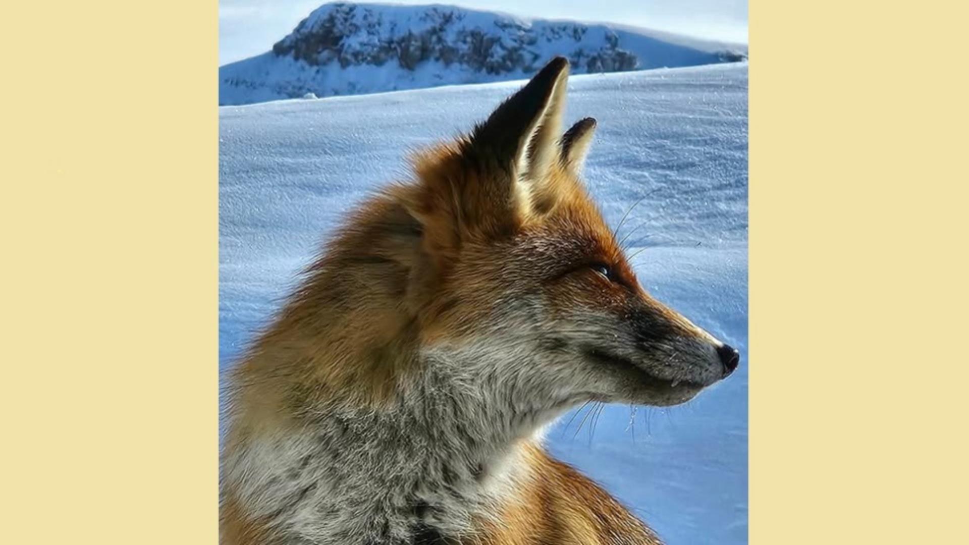 Oaspeți surpriză pe Vârful Omu. Meteorologii de la cea mai înaltă așezare din România au parte de companioni simpatici