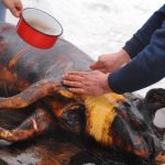 Pe ce dată se taie porcul? Obiceiul de Ignat pe care românii l-au moștenit din moși-strămoși