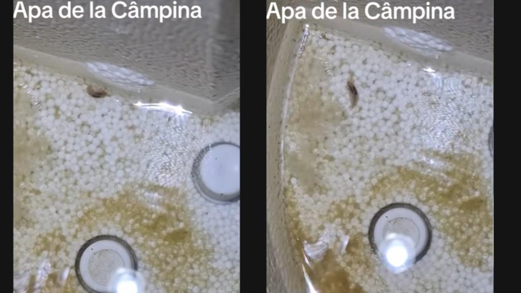 Locuitorii din Câmpina se trezesc cu viețuitoare ciudate în apa de la robinet – VIDEO