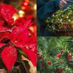 Plantele din aranjamentele de Crăciun care îți pot pune în pericol sănătatea. Sunt extrem de toxice